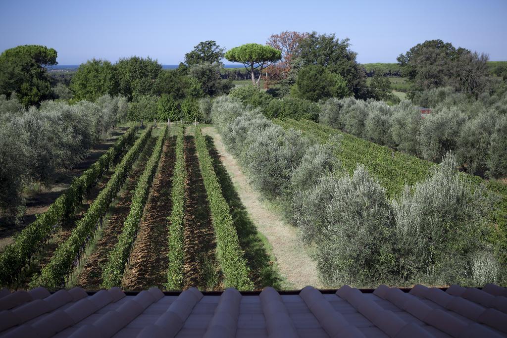 Agriturismo Tra Gli Ulivi, Chiappini Winery Bolgheri Exterior foto
