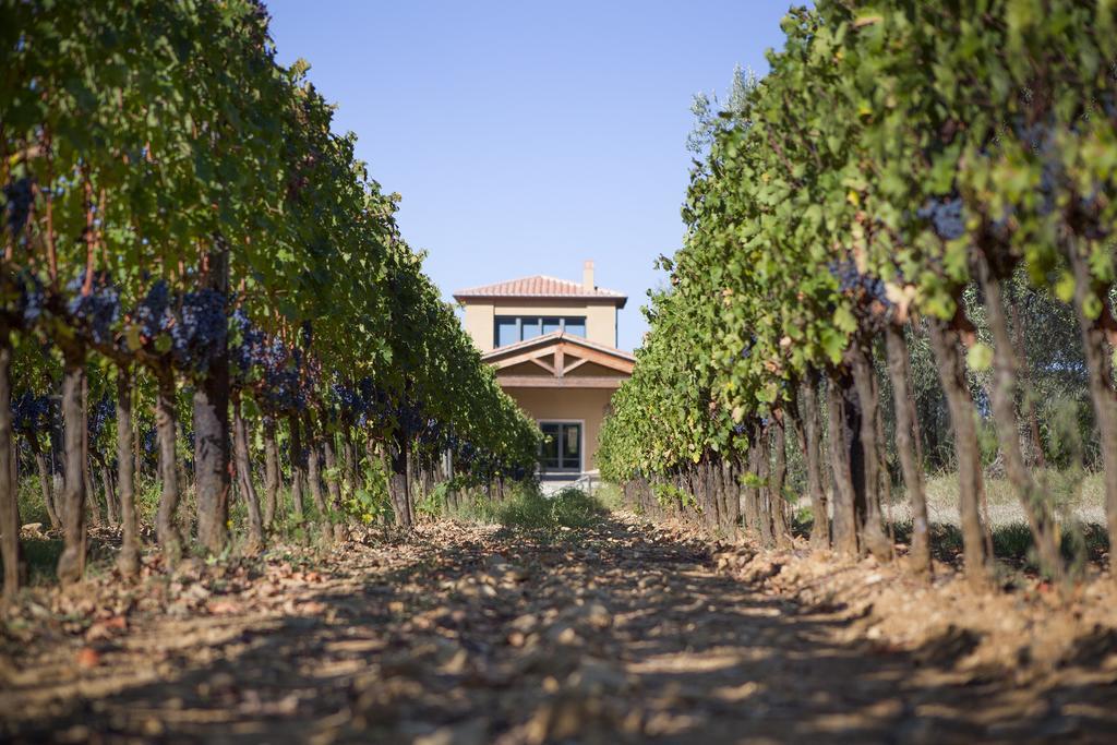 Agriturismo Tra Gli Ulivi, Chiappini Winery Bolgheri Exterior foto